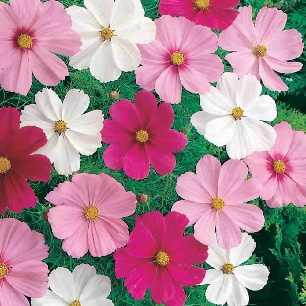 variety of cosmos flower colors