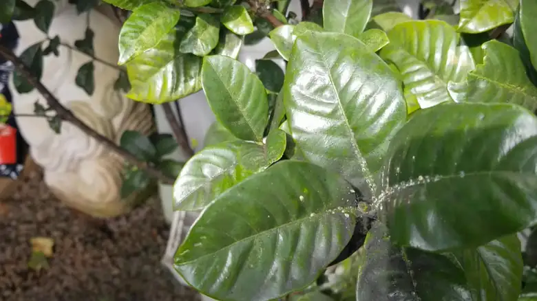 whiteflies on gardenia leaves