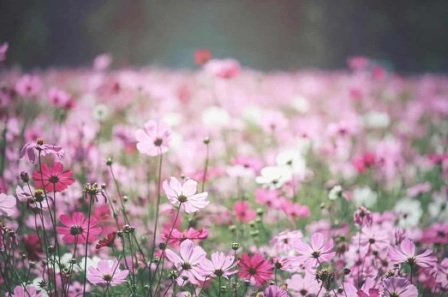 The Language of Cosmos: Unveiling the Flower’s Symbolism and Meaning