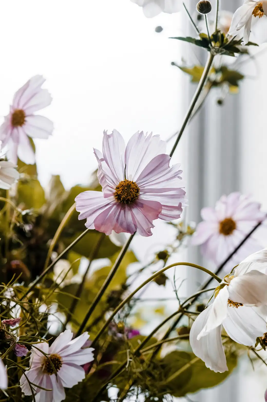 cosmos flower bouquet gift