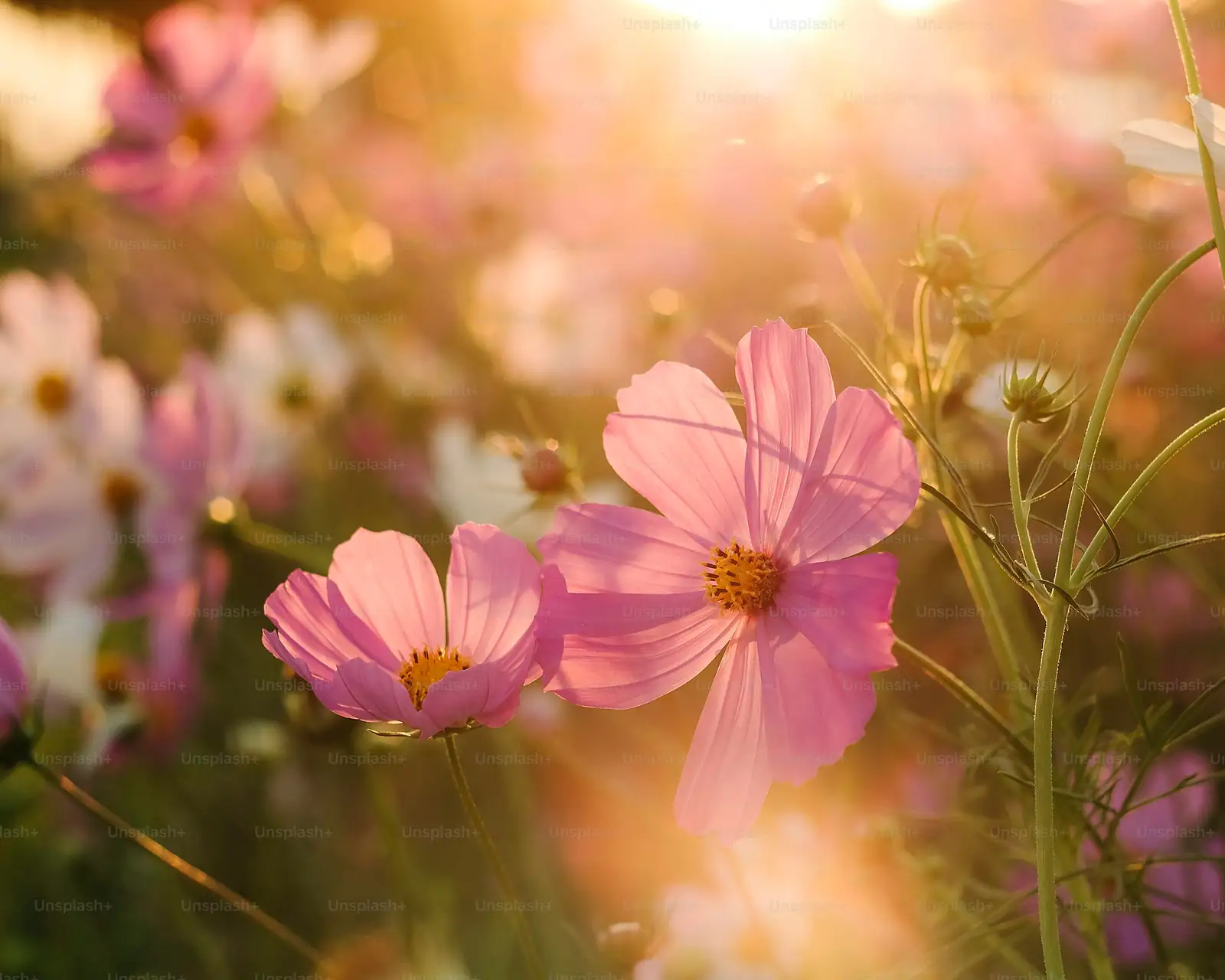 cosmos flowers in garden with pollinators
