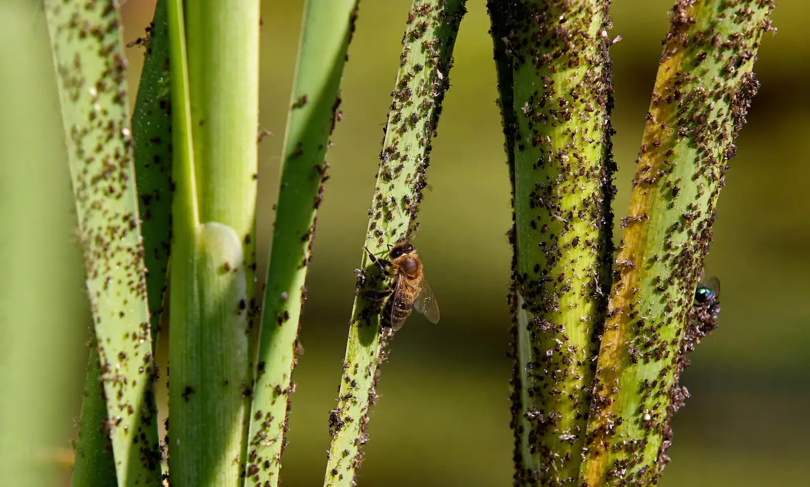 scale insects on gardenia stems