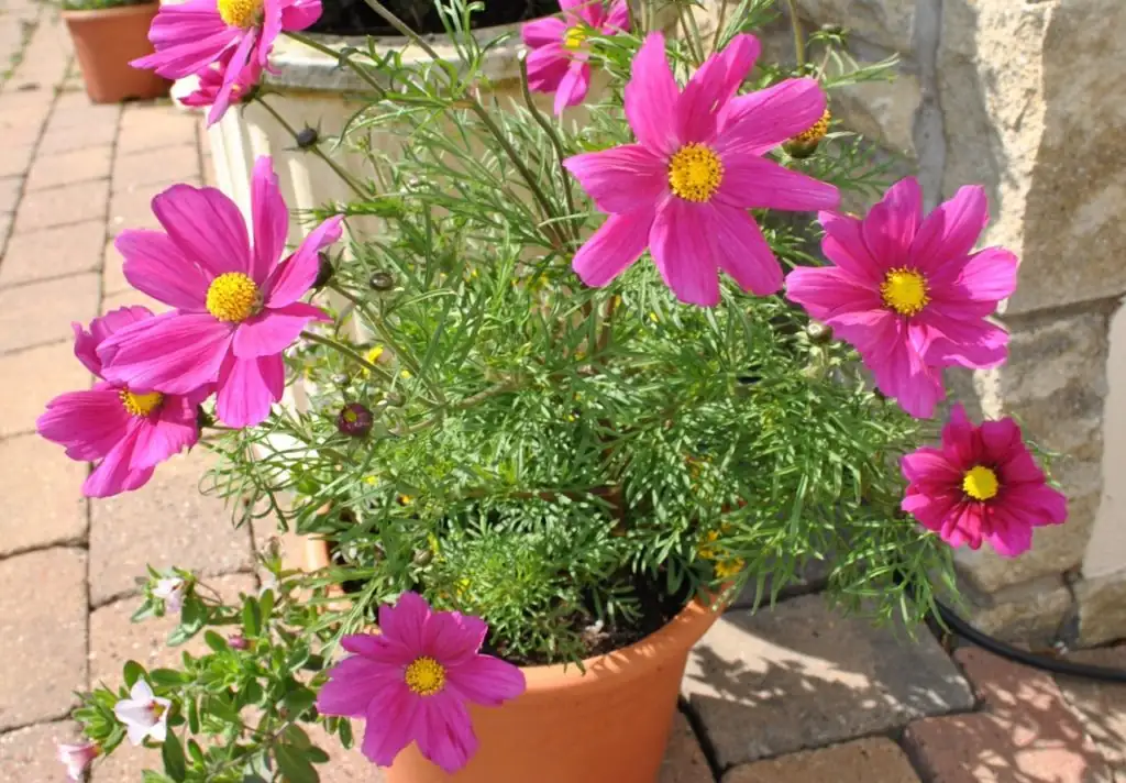 Bring Cosmos Indoors: Perfecting the Art of Container Gardening