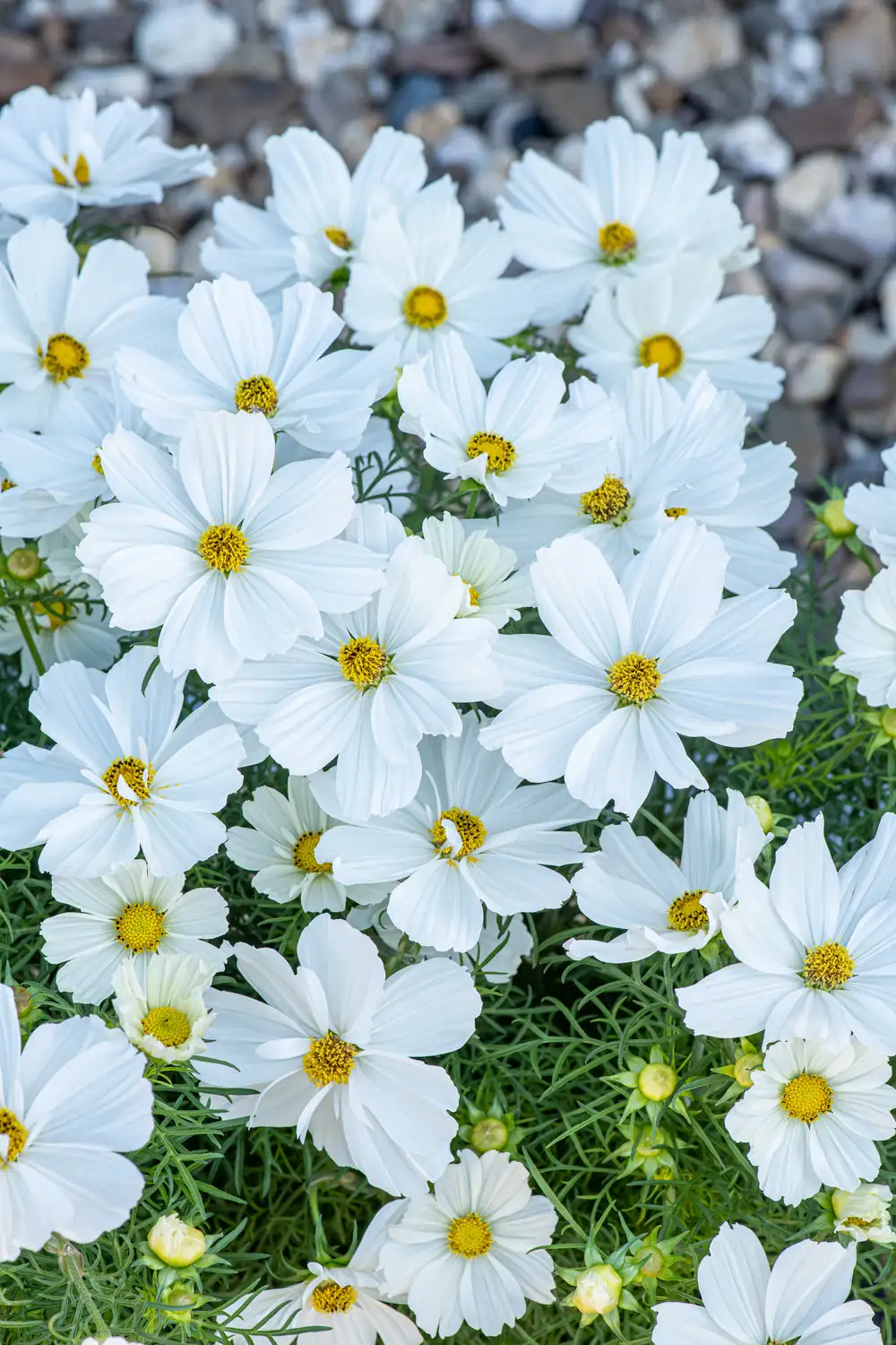 dwarf cosmos sonata variety