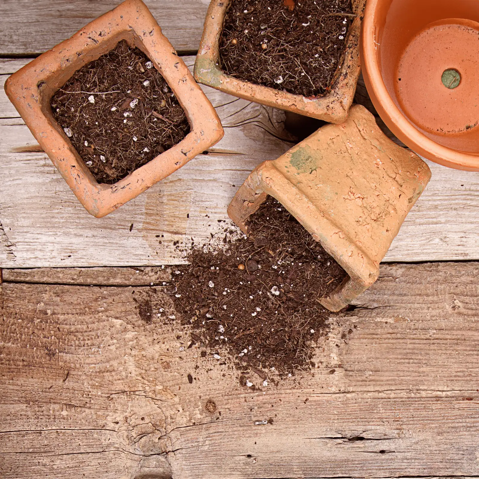 cosmos potting soil preparation