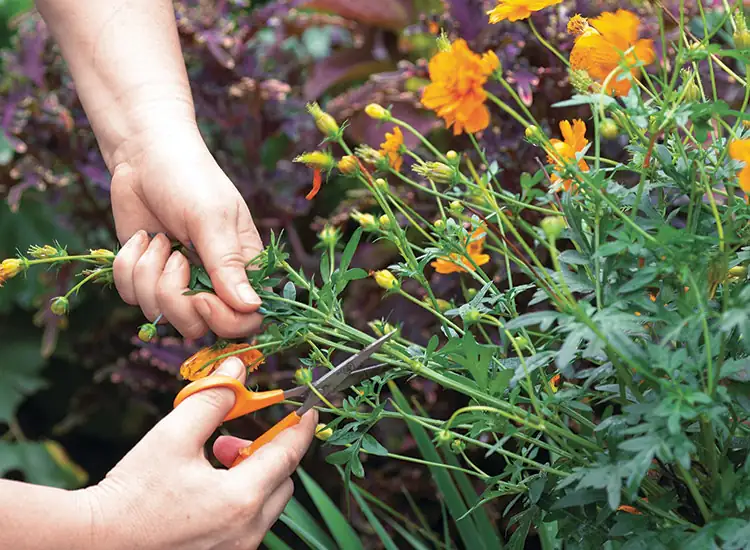 deadheading cosmos flowers