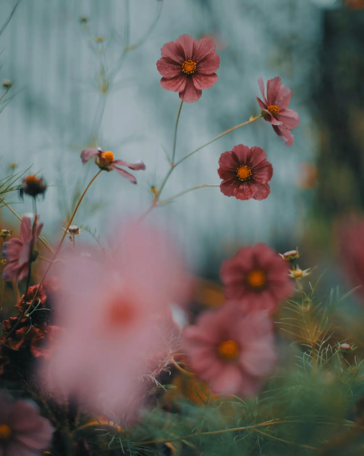 Cosmos Propagation Masterclass: Growing from Seed with Expertise