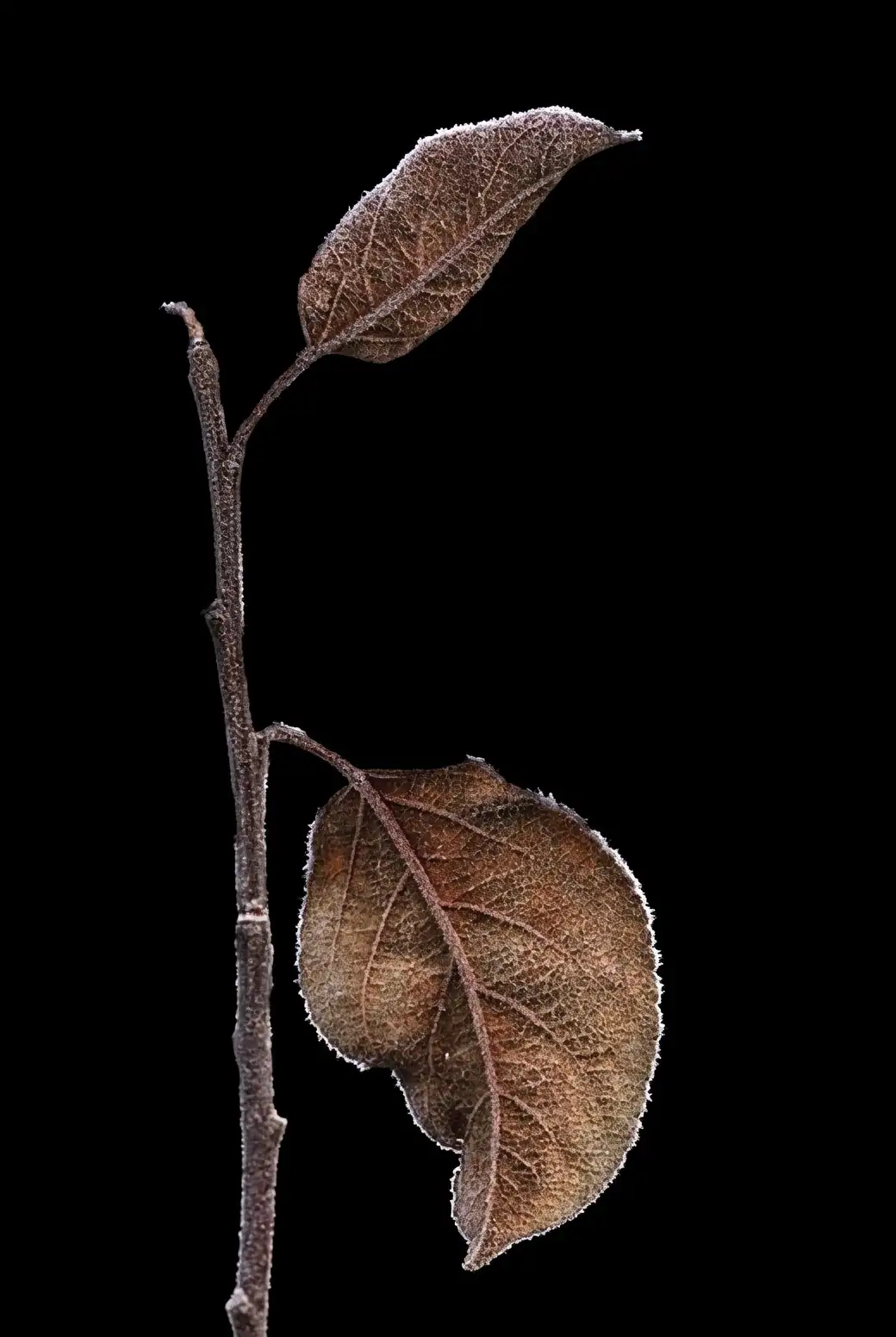 powdery mildew on gardenia leaves