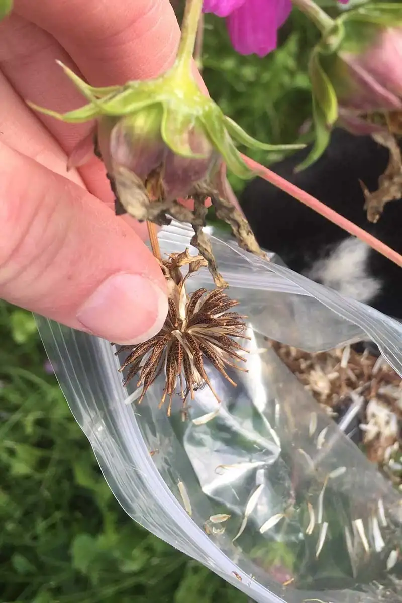 cosmos seed collection process