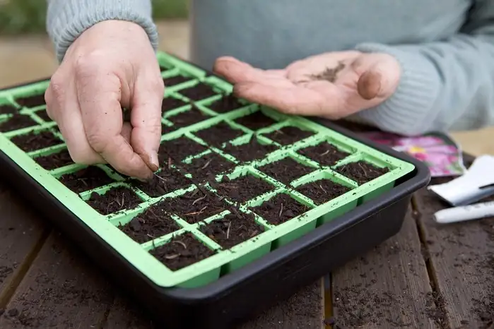 cosmos seed sowing in garden