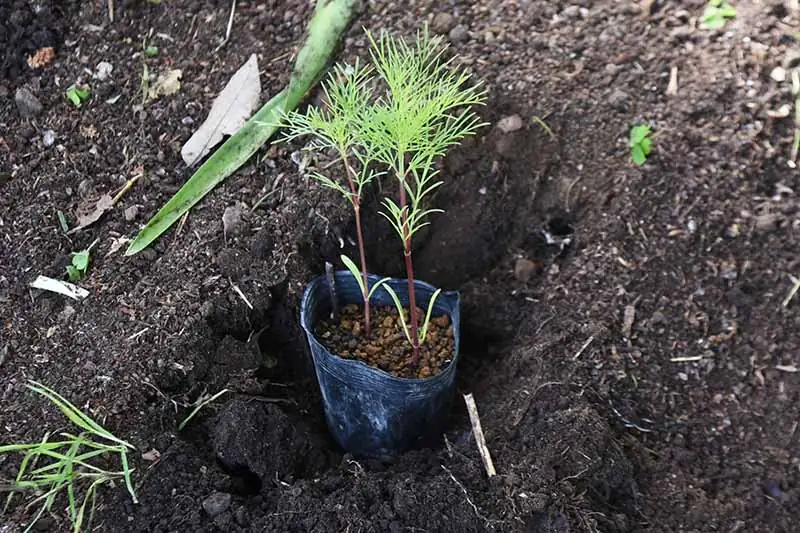 cosmos plant maintenance pruning