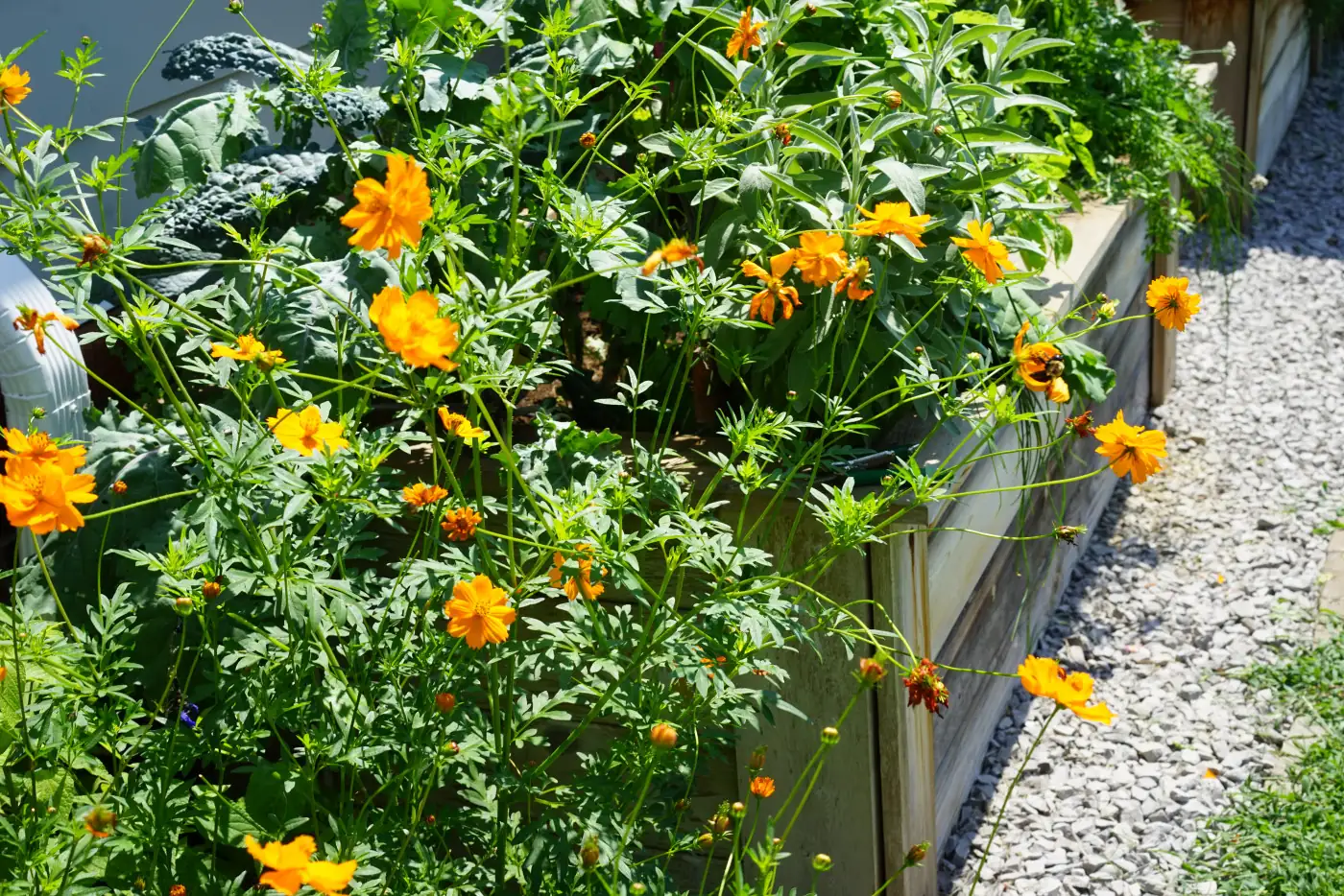 Cosmos Companions: Best Plant Partners for a Thriving Garden