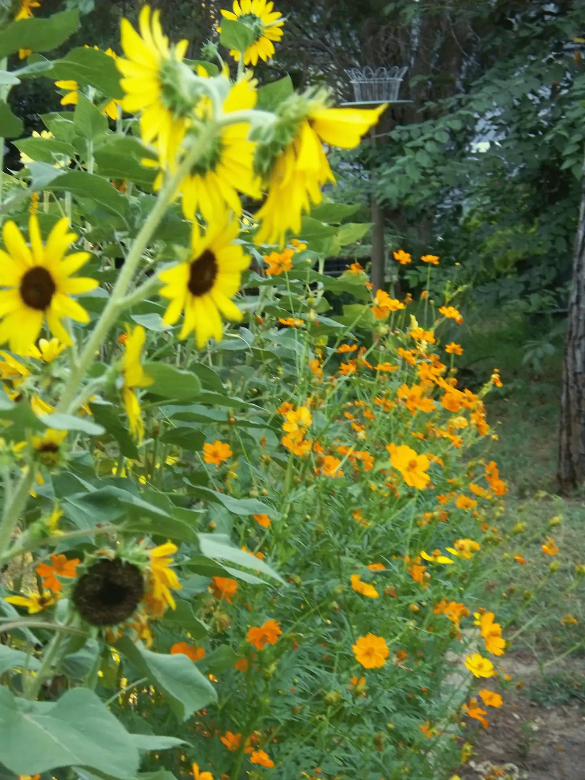 sunflowers and cosmos in garden