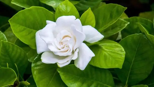 Journey Through Time: The Rich History and Origins of the Enigmatic Gardenia