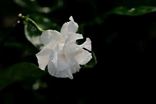 historical botanical illustration of gardenia