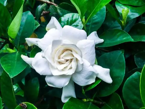gardenia plant care indoor setup