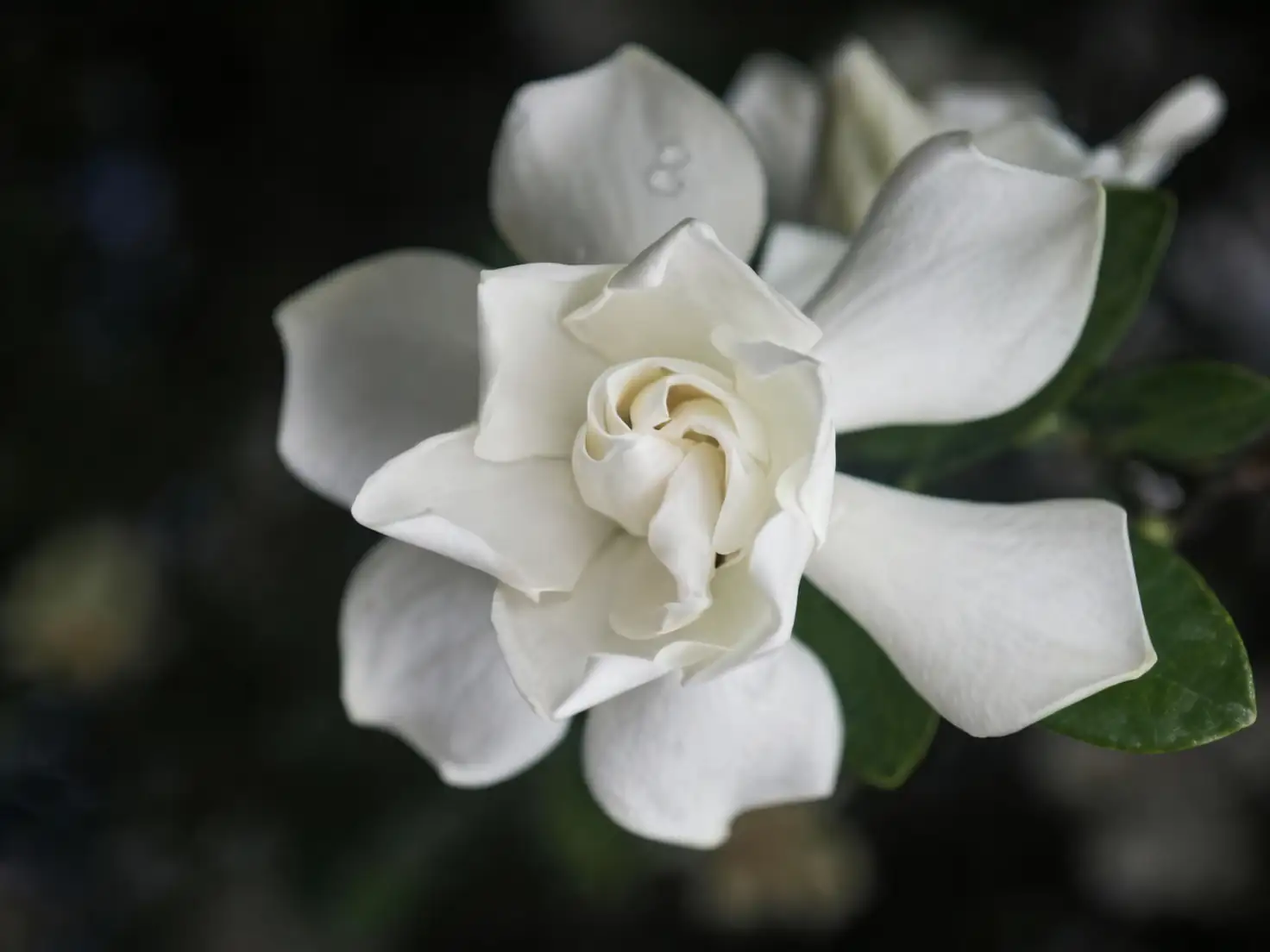 Gardenia Fun Facts: Did You Know This Fragrant Shrub Belongs to the Coffee Family?