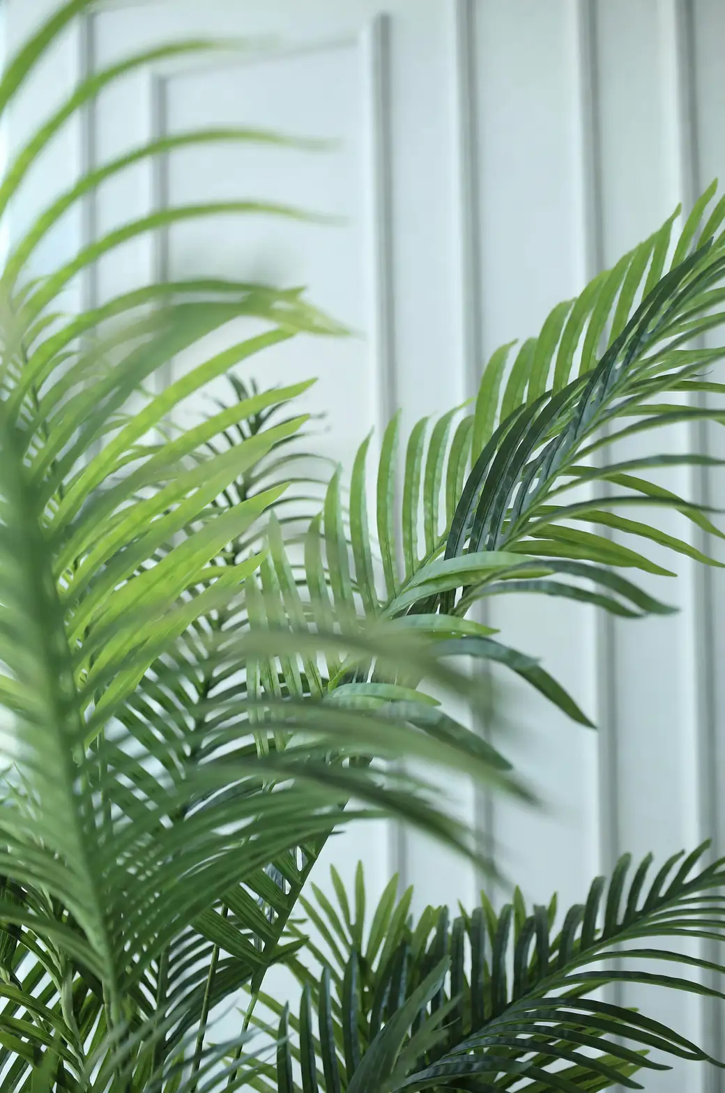 areca palm pest infestation close-up