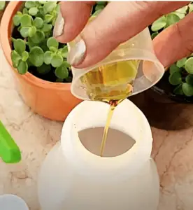 areca palm neem oil treatment