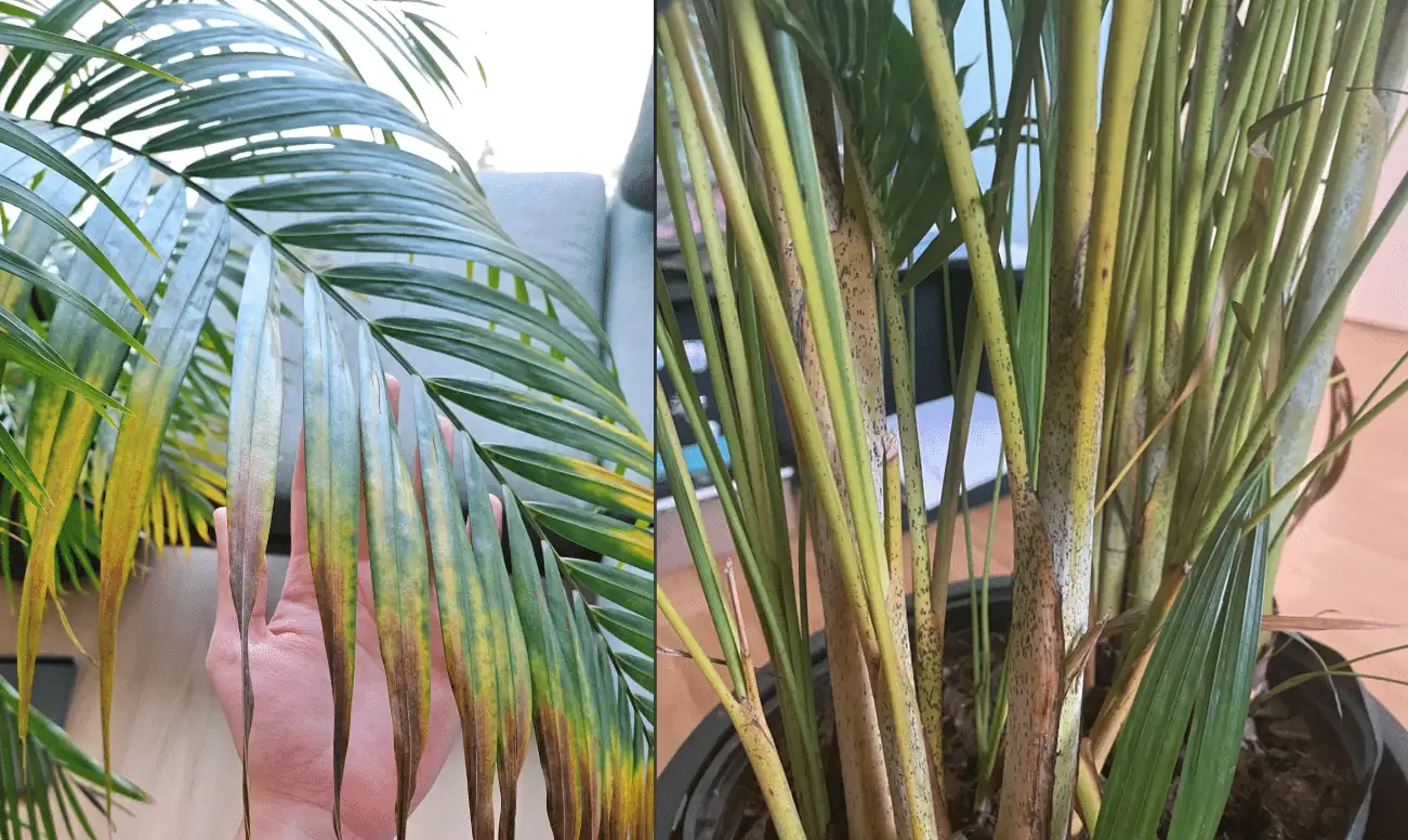 areca palm root rot symptoms