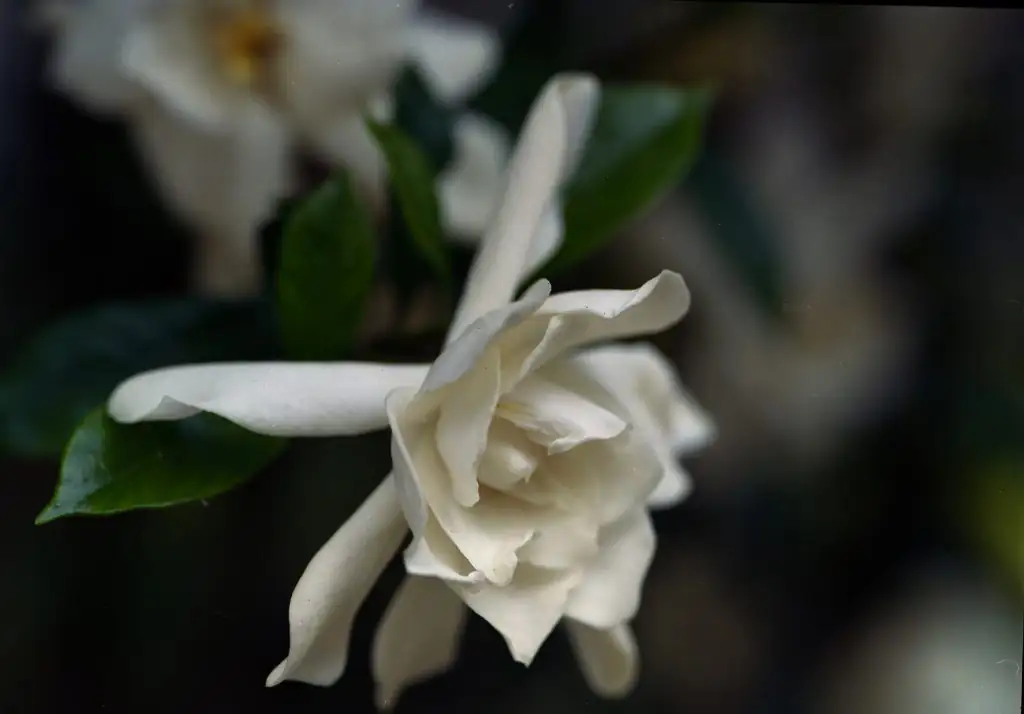 gardenia in evening garden