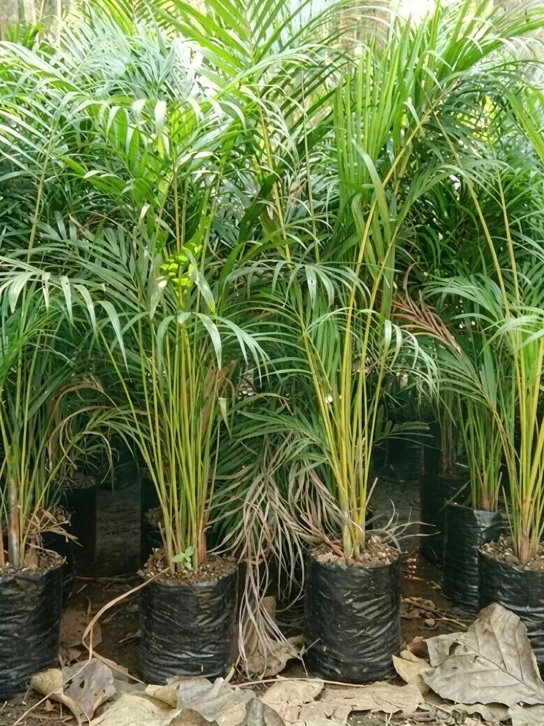 areca palm bright indirect light