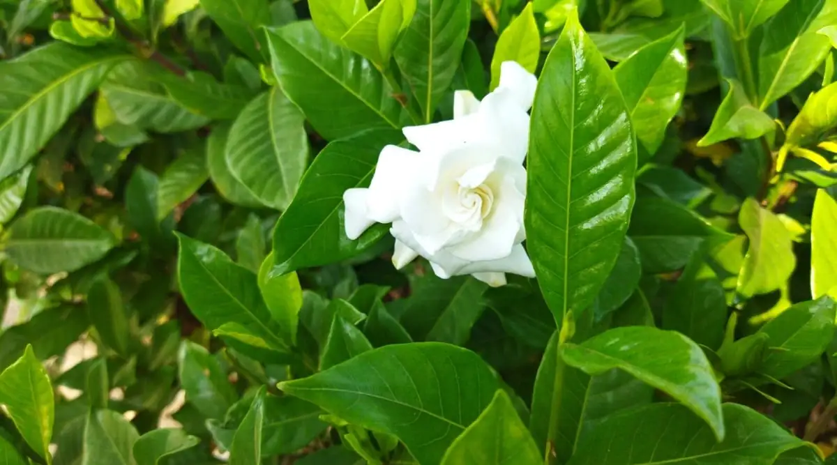 Whispering Love: The Symbolic Language of Gardenias and Their Role in Romance