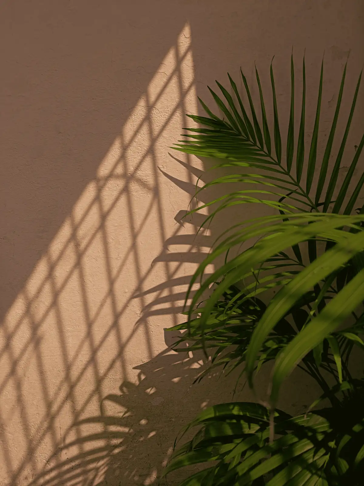 areca palm close-up leaves