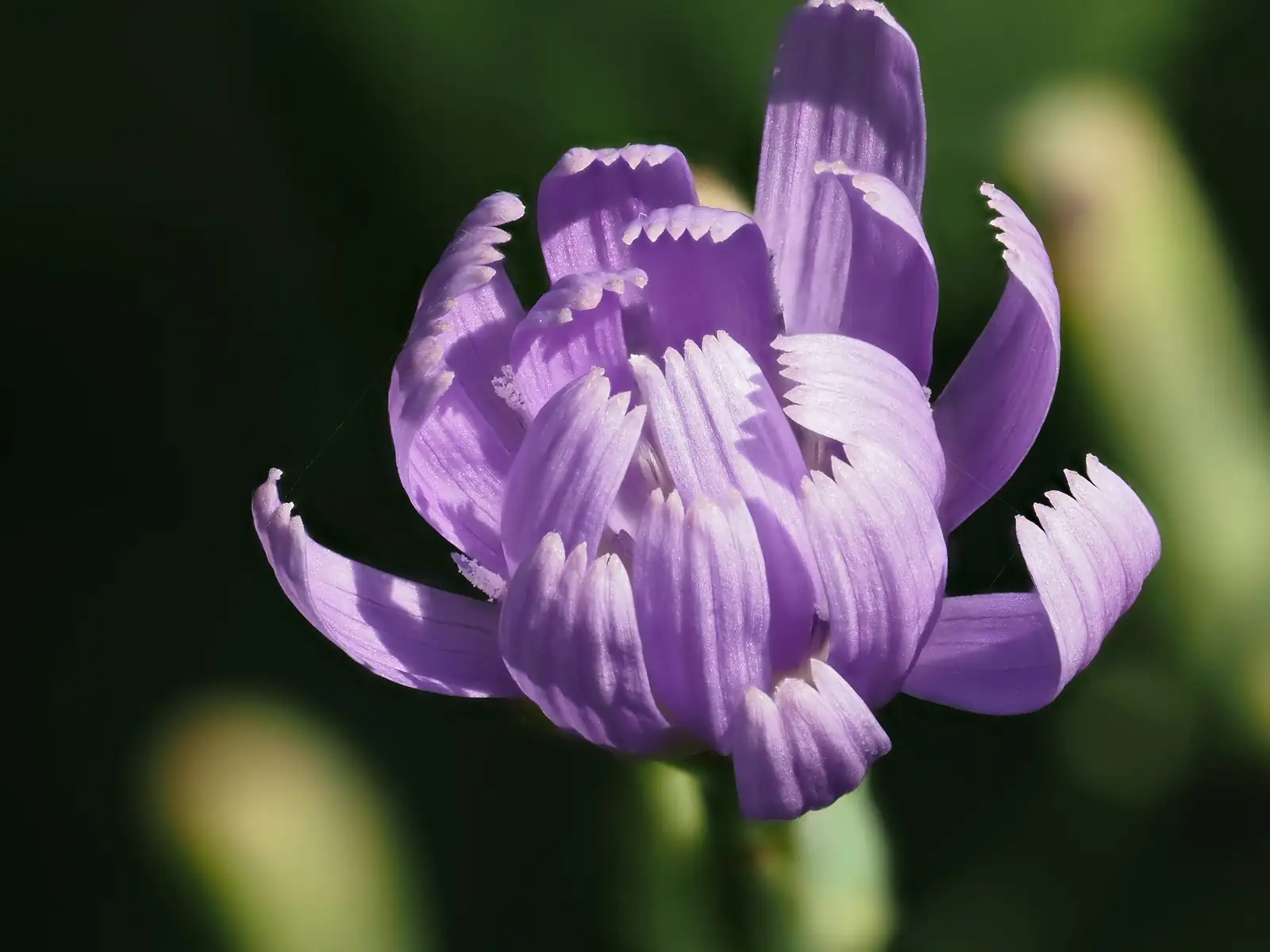 Flaming Katy Care 101: The Secret to Keeping Your Long-Lasting Blooms Happy