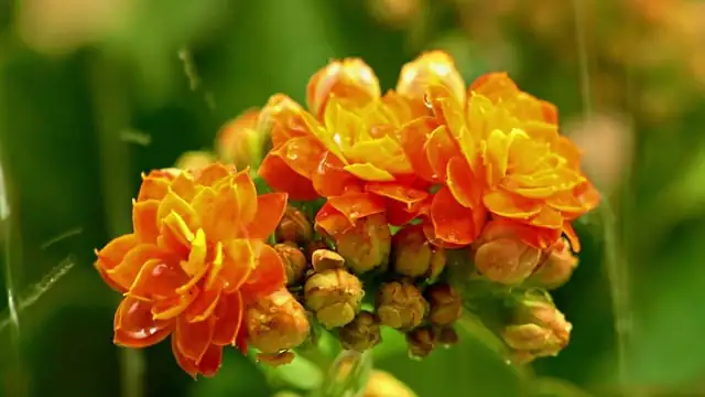 pruning flaming katy plant