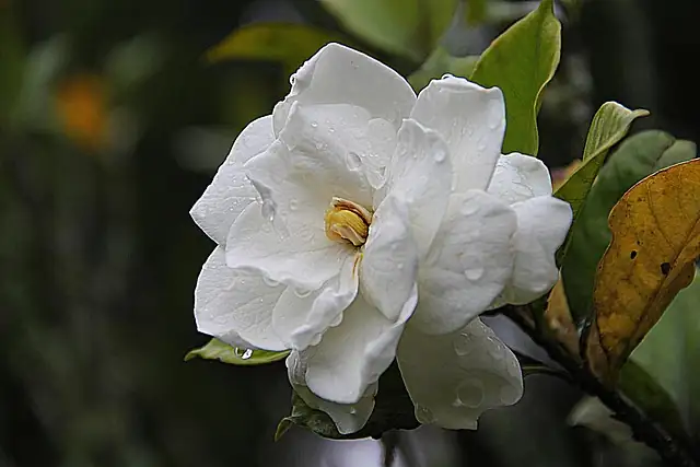 gardenia flowers close-up