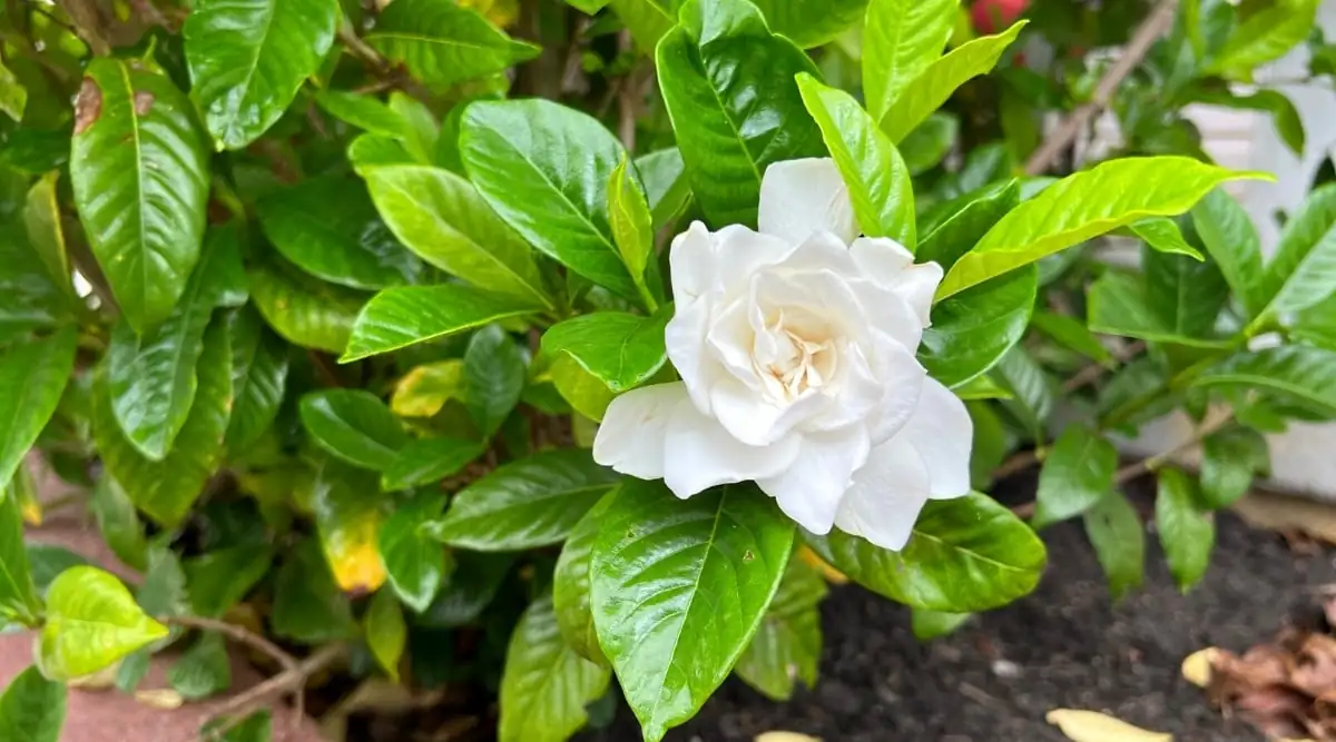 The Perfect Garden Companion: How to Pair Gardenias with Other Plants for a Stunning Display