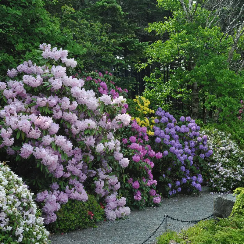 rhododendrons garden setting