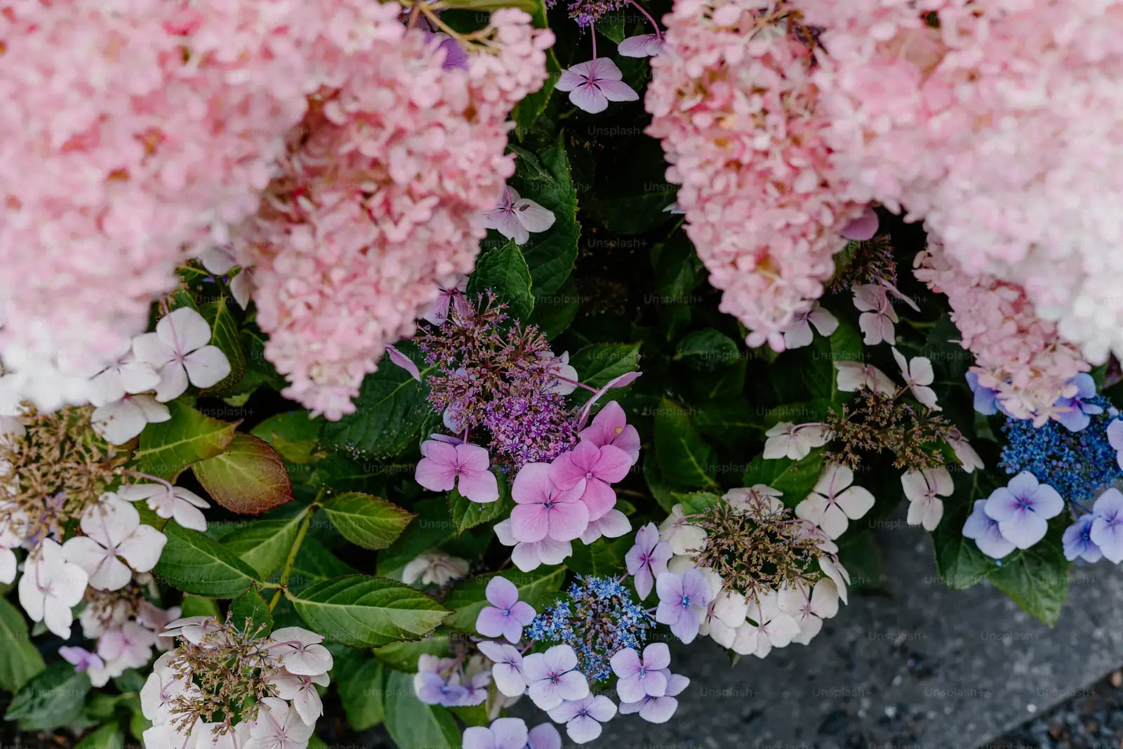 hydrangeas and gardenias together