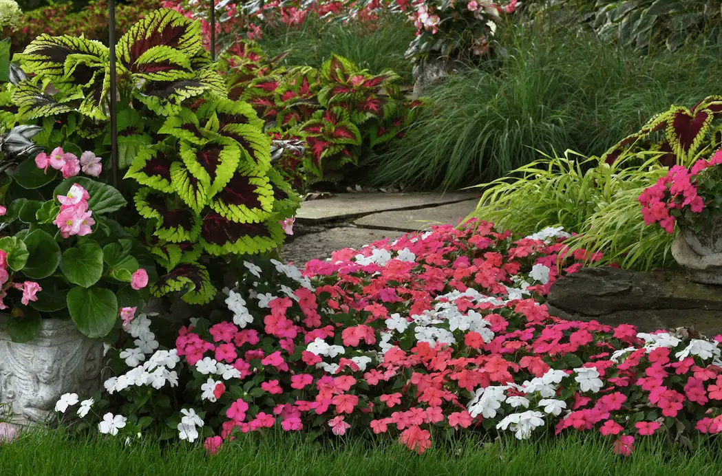 impatiens and gardenias in shade