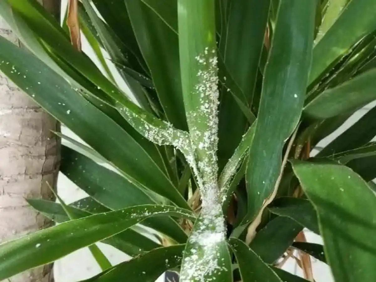 গাছে মিলিবাগ
