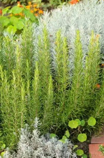 From Ancient Shores to Modern Gardens: The Journey of Rosemary