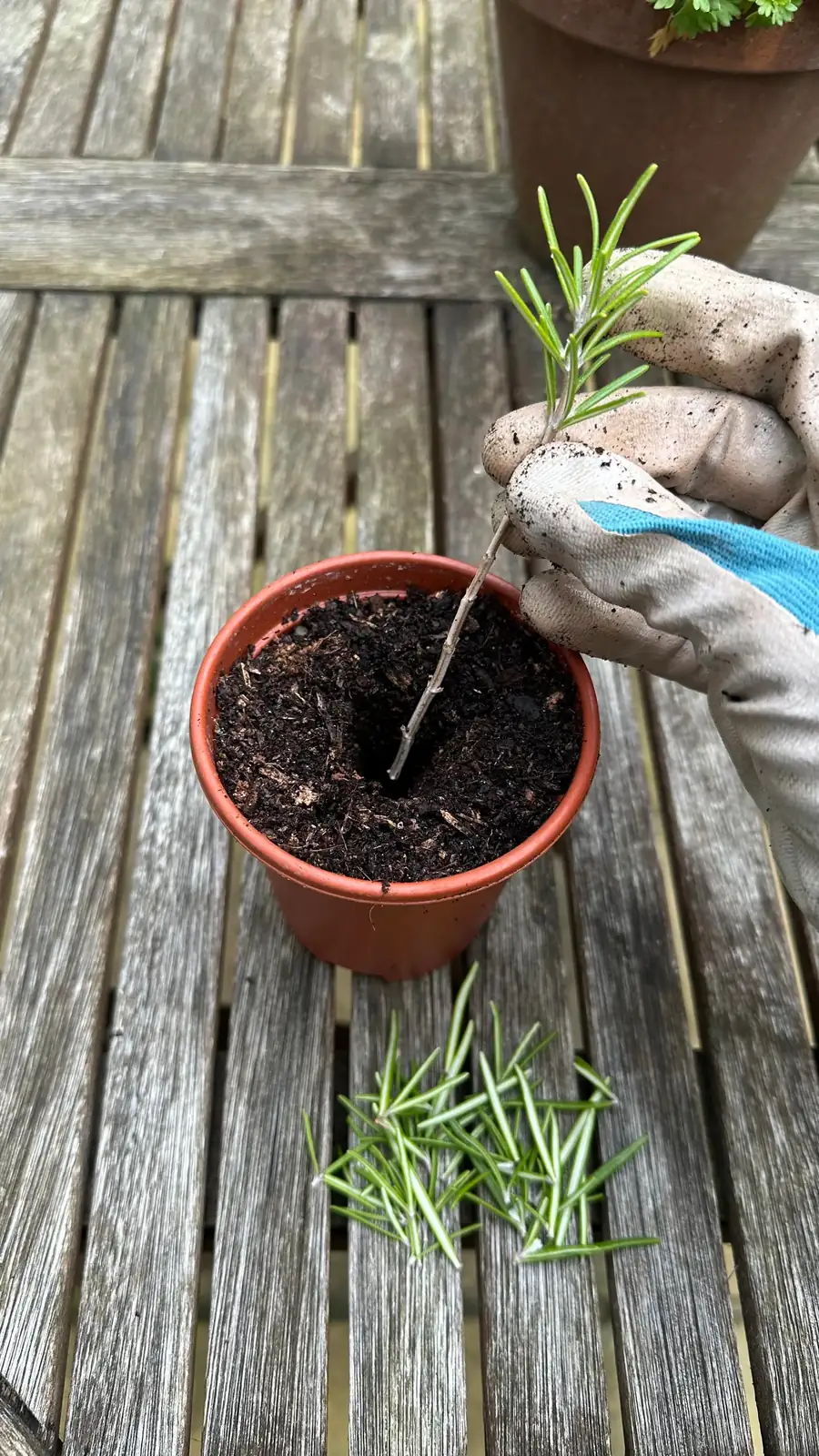 rosemary cuttings in potting soil