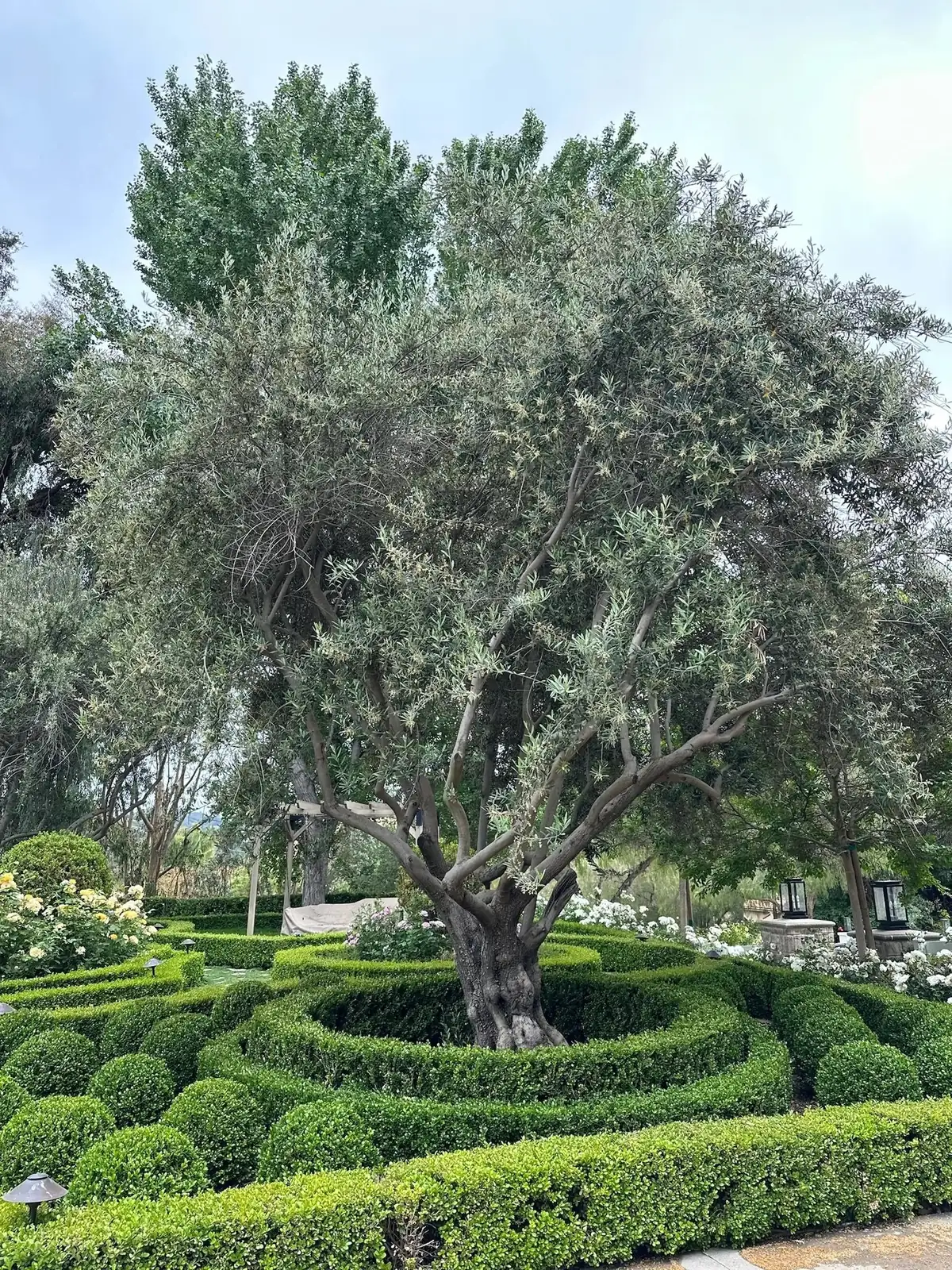 Beyond the Branch: The Symbolic Power of the Olive in Culture and Peace