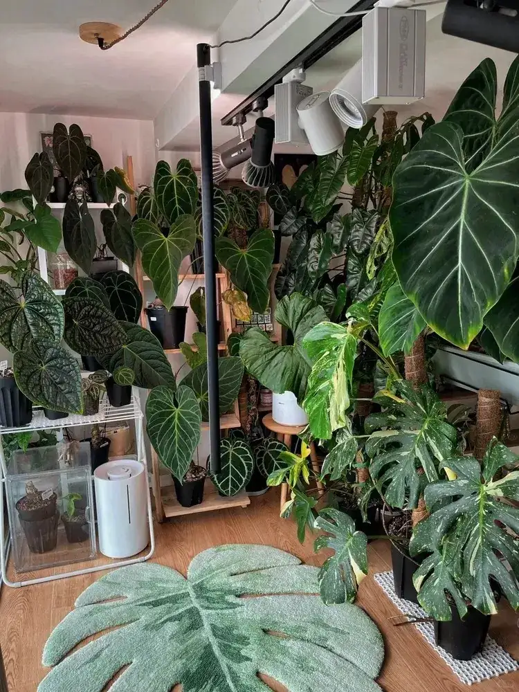 alocasia indoor care setup
