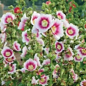 Rust on Your Hollyhocks? Effective Solutions to Common Pests and Diseases