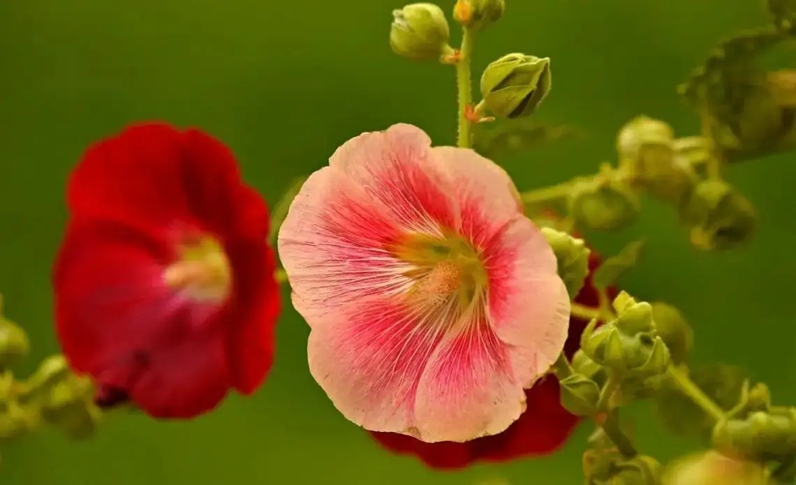 From China to Your Garden: The Fascinating Journey of Hollyhocks
