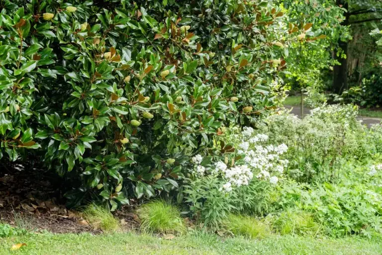 magnolia planting location garden
