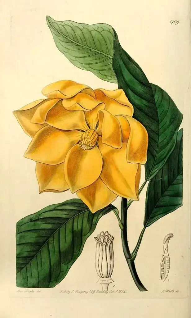 pierre magnol botanical illustration