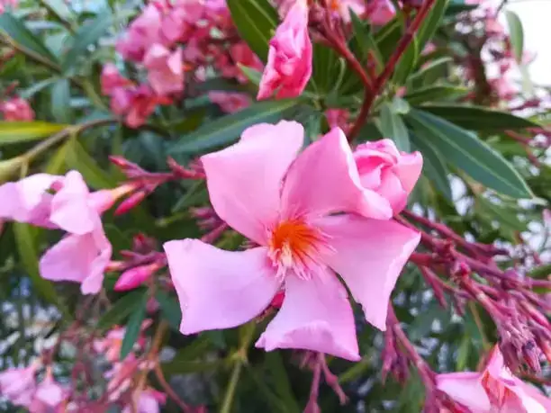 Oleander Oddities: Fun Facts and Quirks About This Resilient Shrub