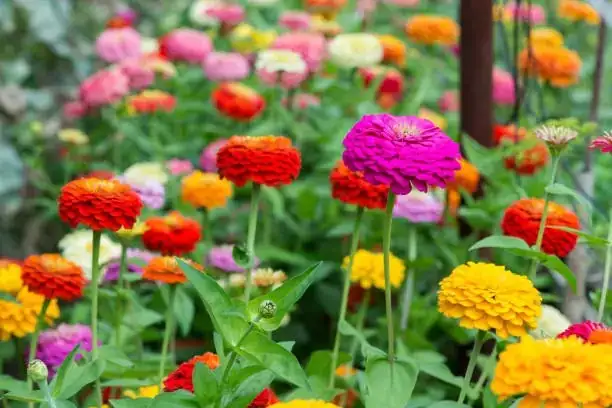 Conquering Zinnia Troubles: How to Defend Against Pests and Diseases