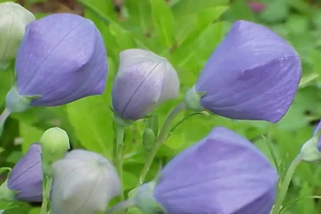 balloon flower soil preparation