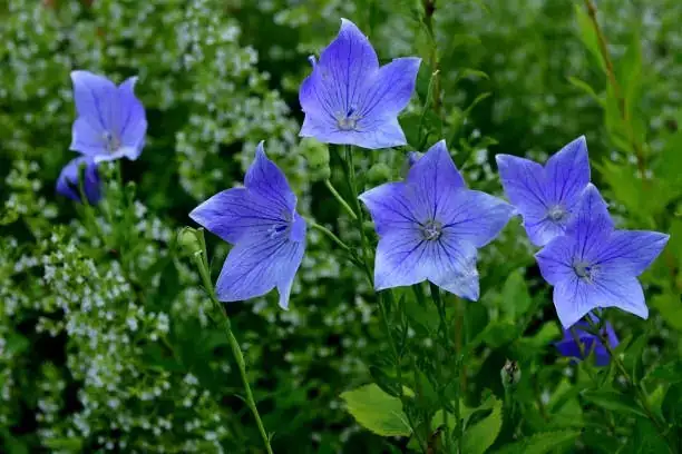 balloon flower blue violet bloom