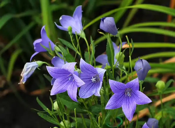 balloon flower sunlight exposure