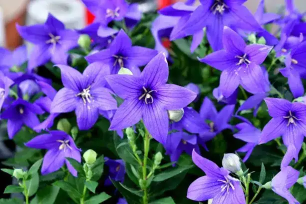 balloon flower in garden sunlight